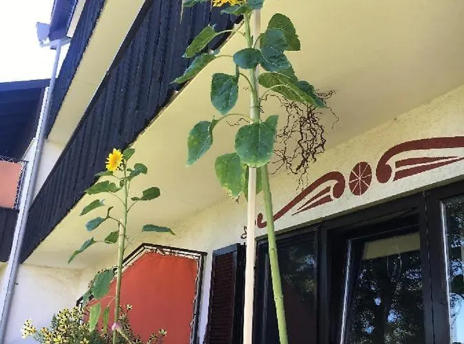 Hani Apartamento *